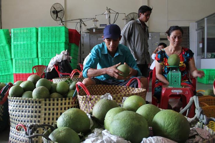 Les pamplemousses à écorce verte, la nouvelle « arme verte » de Bên Tre - ảnh 2